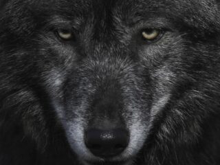 wallpaper:8xsof43zhre= wolf